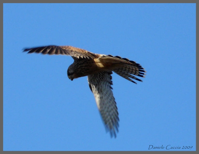 Falco tinnunculus, Gheppio comune.